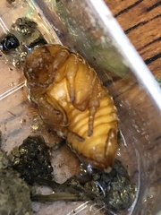 Monocesta coryli