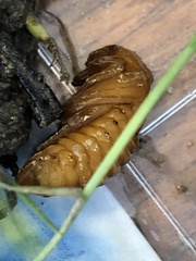 Monocesta coryli