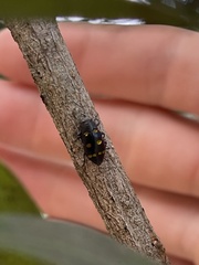 Chrysobothris chrysoela