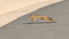 Sciurus niger