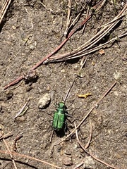 Cicindela tranquebarica sierra