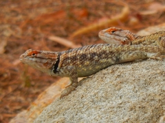 Sceloporus magister