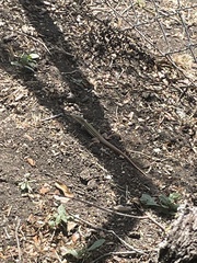 Aspidoscelis gularis