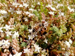 Apis mellifera