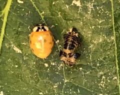 Harmonia axyridis