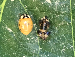 Harmonia axyridis