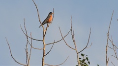 Turdus migratorius