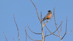 Turdus migratorius