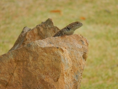 Sceloporus magister