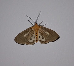 Asota canaraica