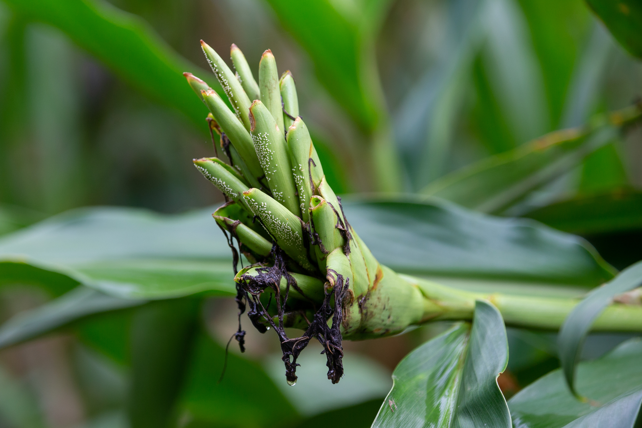 Hedychium coronarium
