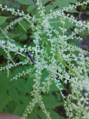 Molorchus umbellatarum