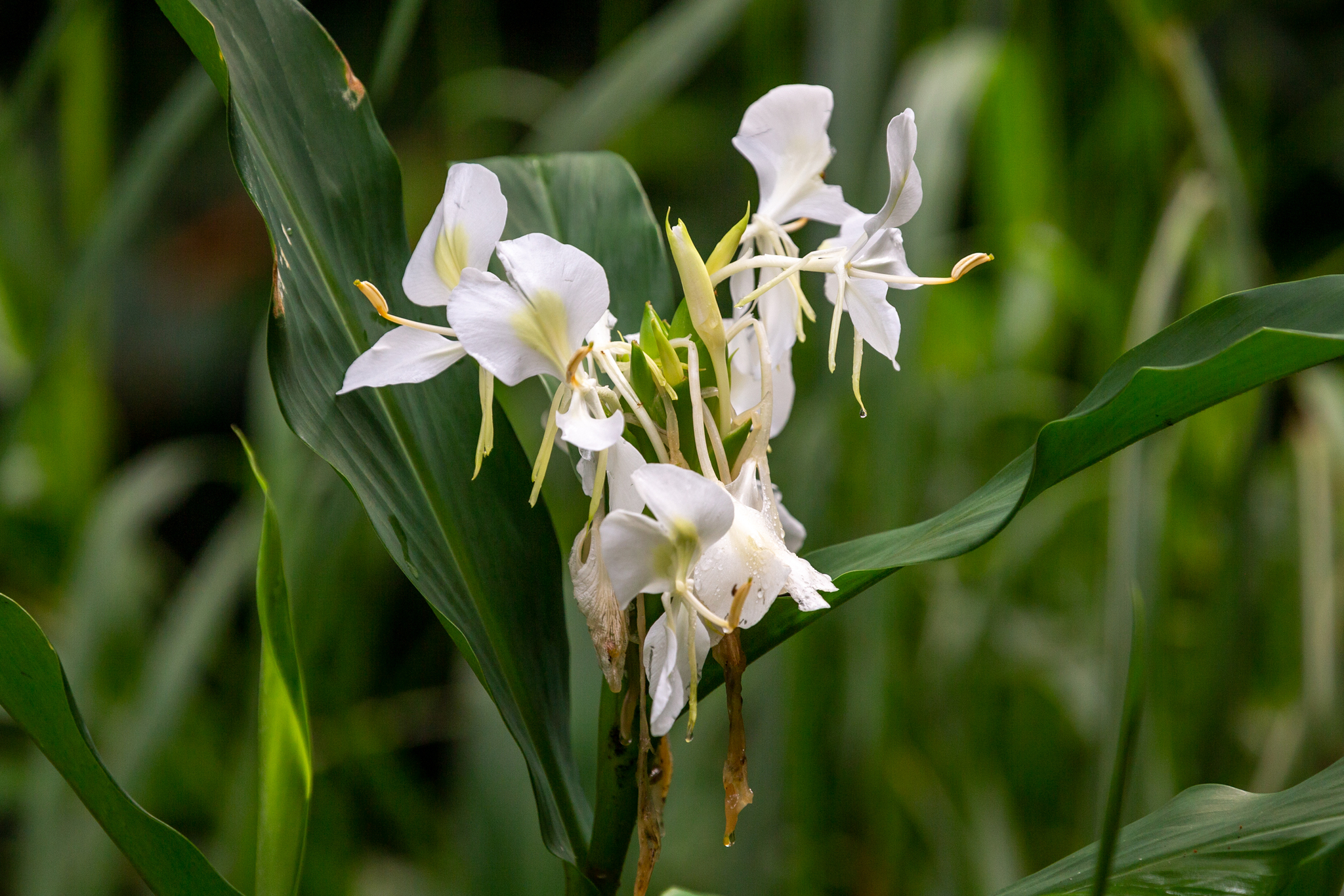 Hedychium coronarium
