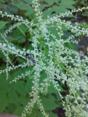 Molorchus umbellatarum