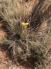Hymenopappus flavescens