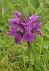 Dactylorhiza purpurella