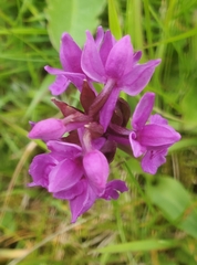 Dactylorhiza purpurella