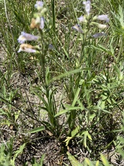 Penstemon gracilis