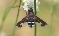 Litorhina