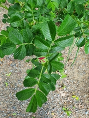Rosa rugosa