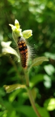 Acronicta auricoma
