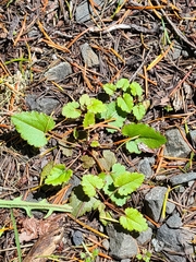Veronica californica