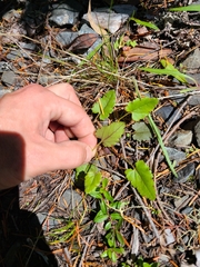 Veronica californica
