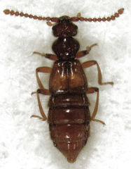 Sagola bipunctata