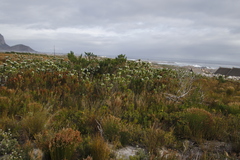 Erica perspicua perspicua
