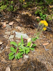 Arnica parryi