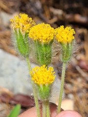 Arnica parryi