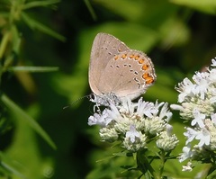 Satyrium titus