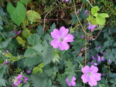 Geranium endressii