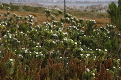 Erica perspicua perspicua