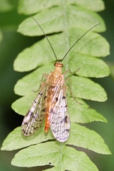 Panorpa nebulosa
