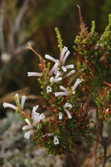Erica perspicua perspicua
