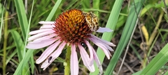 Typocerus octonotatus