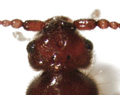 Sagola bipunctata