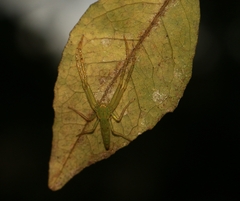 Oxytate virens