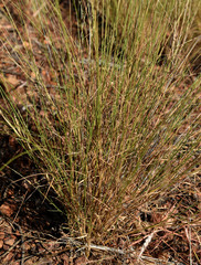 Digitaria ramularis
