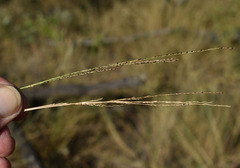 Digitaria ramularis