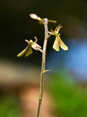 Neottia smallii