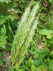 Hordelymus europaeus