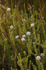 Stilbe ericoides