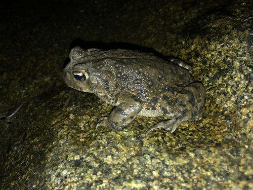 iNaturalist observation photo of Western Toad