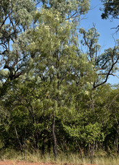 Grevillea parallela
