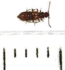 Sagola bipunctata