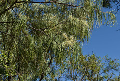 Grevillea parallela