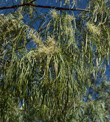 Grevillea parallela