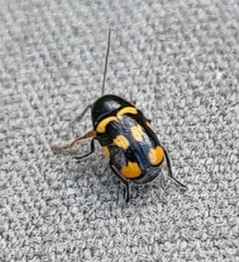 Cryptocephalus anticus